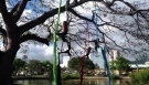 Aerial Dance Performance in Ala Moana Beach Park