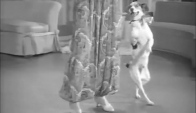 Amazing Tap Dance with trained dog
