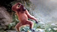 Orangutan Dancing to Wop
